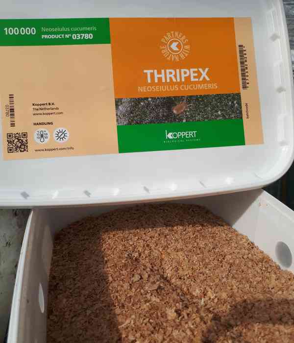 Protection biologique par les insectes