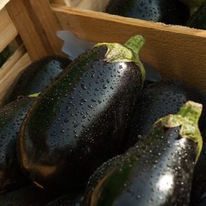 Aubergine