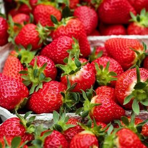 Fraise Charlotte