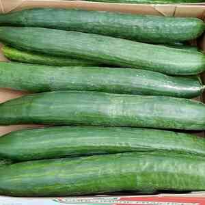 Concombre long