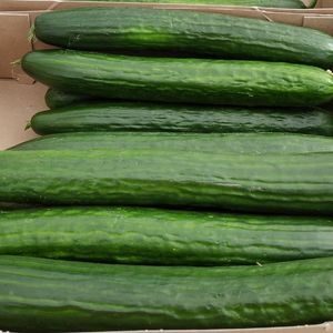 Concombre long (lot de 2)