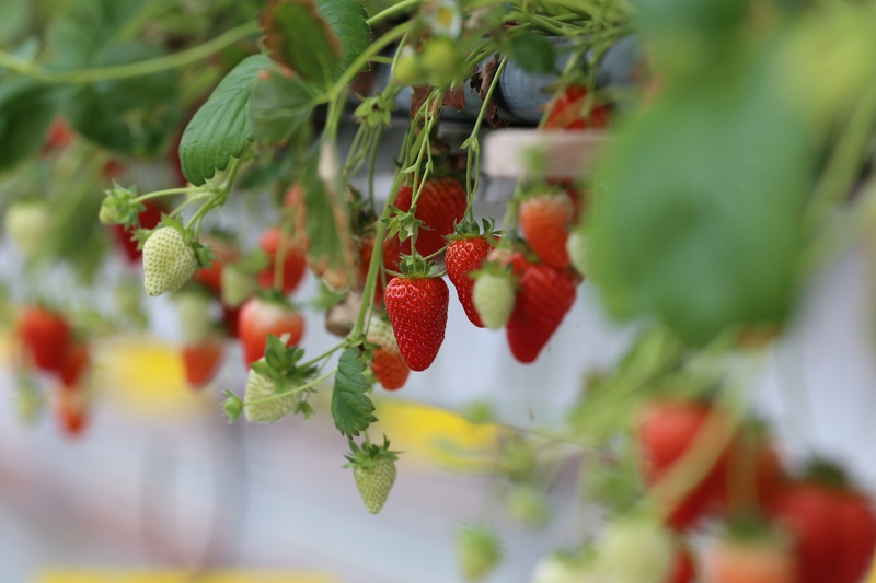 Lire la suite à propos de l’article Les fraises arrivent !