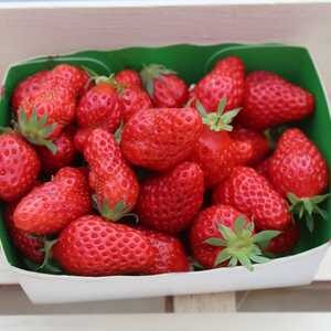 Fraise Gariguette