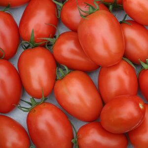 Tomate Roma