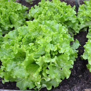 Salade