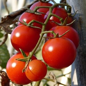 Tomate grappes