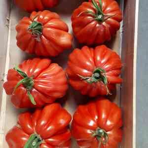 Tomate Arawak