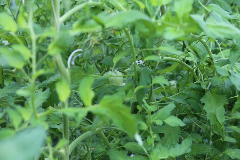 Lire la suite à propos de l’article Les tomates se cachent pour mûrir