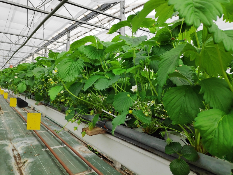 Fraises Orléans Foulon