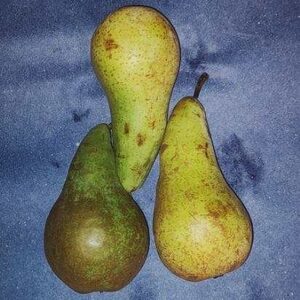 Poire Conférence