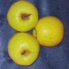 Pomme Golden