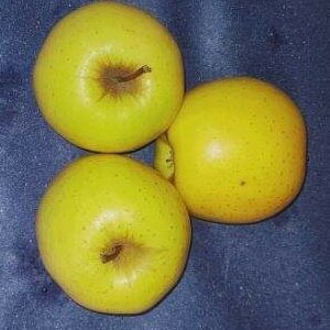 Pomme Golden