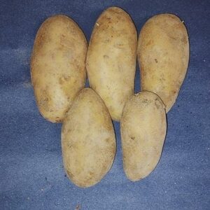 Pomme de terre